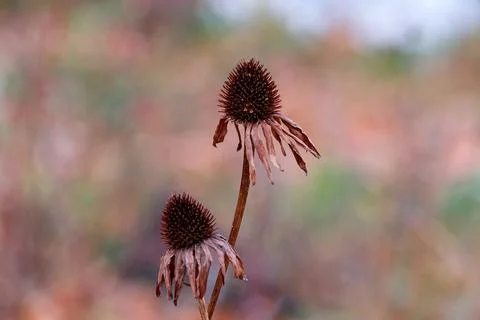 Echinacea in the fall. Two dry, withering flowers Stock Photos