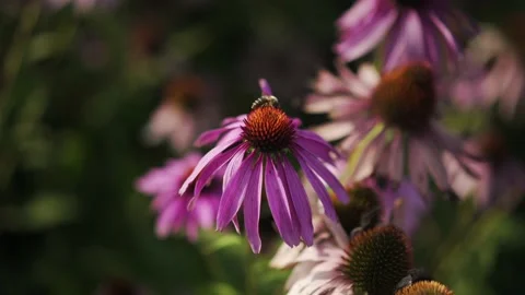 Echinacea in a field with bee Stock Footage 148652878