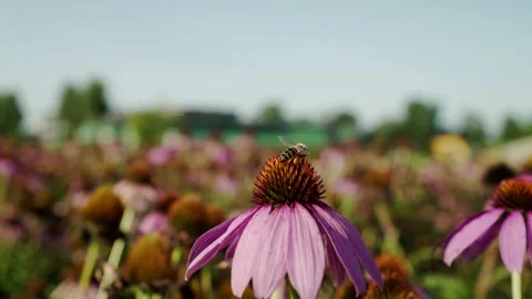 Echinacea in a field with bee Stock Footage 148652913