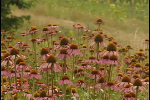 Echinacea field 库存影片 11744004
