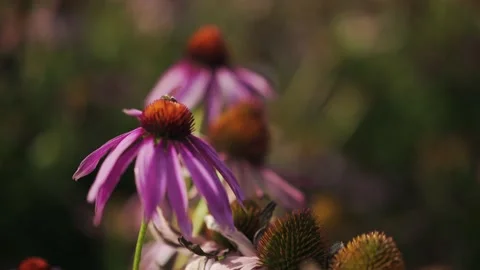 Echinacea in a field Stock Footage 148652864