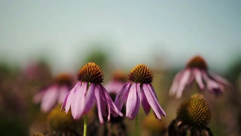Echinacea in a field Stock Footage 148652869