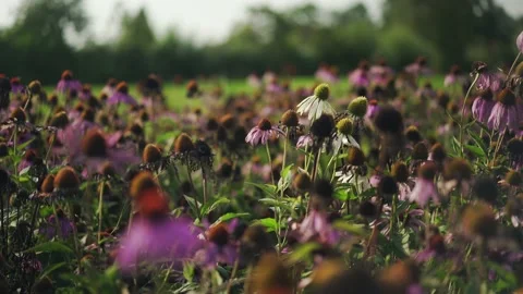 Echinacea in a field Stock Footage 148652871