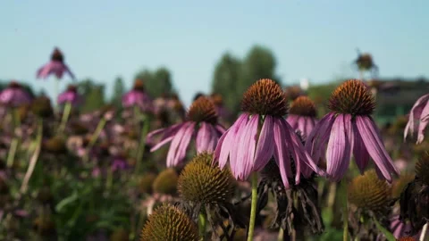 Echinacea in a field Stock Footage 148652872