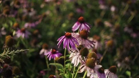 Echinacea in a field Stock Footage 148652932