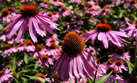 Echinacea Field Stock Photos