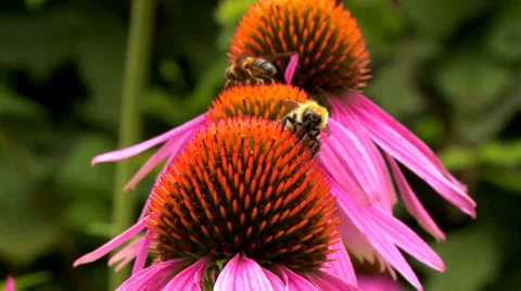 Echinacea Flower (1) Stock Footage 27638401