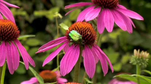 Echinacea Flower (2) Stock Footage 27909992