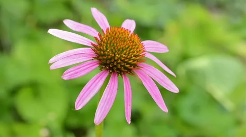 Echinacea flower close-up. Stock Footage 59038146