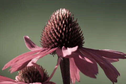 Echinacea flower close-up Stock Photos