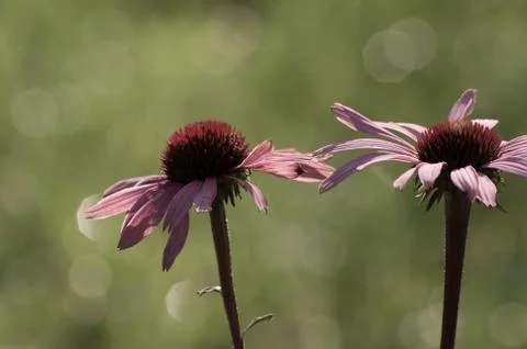 Echinacea flower close-up Stock Photos