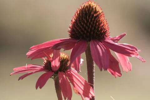 Echinacea flower close-up Stock Photos