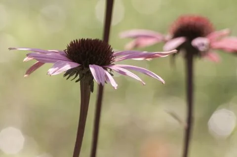 Echinacea flower close-up Stock Photos