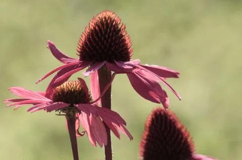 Echinacea flower close-up Stock Photos