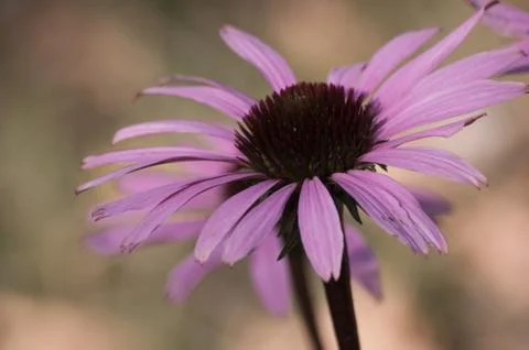 Echinacea flower close-up Stock Photos