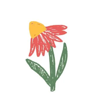 Echinacea flower crayon drawn. Spring plant doodle isolated on white background. Stock Illustration