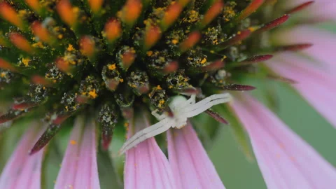 Echinacea flower, macro shot Stock Footage 161174223
