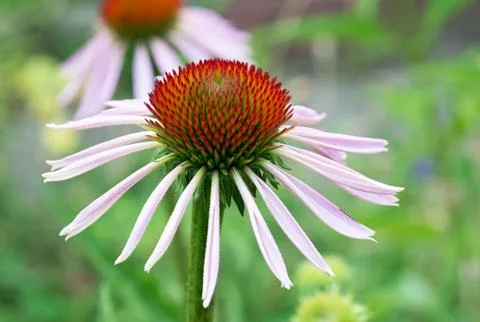 Echinacea flower. 스톡 사진