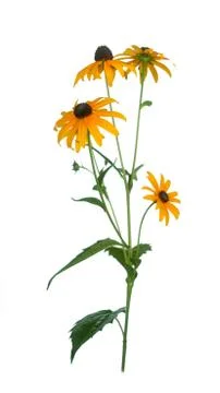 Echinacea flower Stock Photos