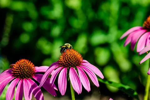 Echinacea flower Stock Photos
