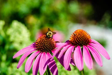 Echinacea flower Stock Photos
