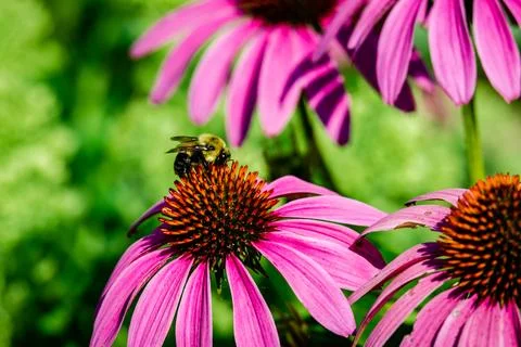 Echinacea flower Stock Photos