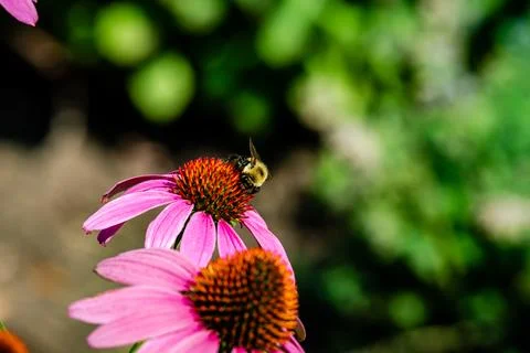 Echinacea flower Stock Photos