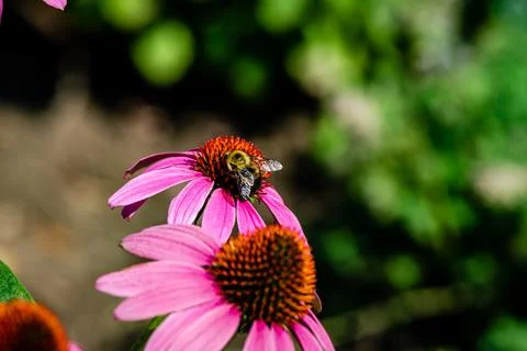 Echinacea flower Stock Photos
