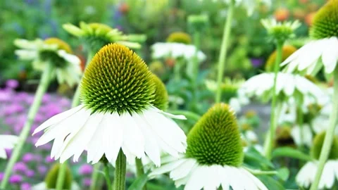 Echinacea flower in slow motion Stock Footage 208865205