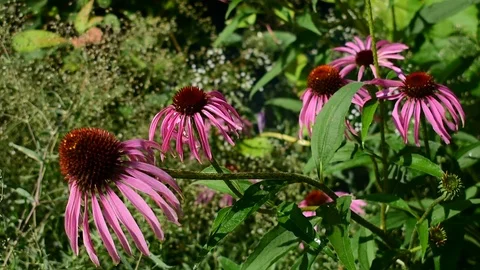Echinacea flowers in the flowerbed Stock Footage 117479267