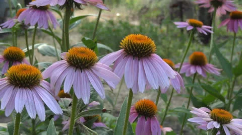 Echinacea flowers Video stock 25590033