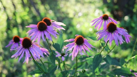 Echinacea flowers Stock Footage 115061886