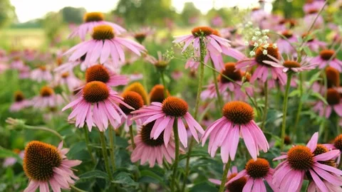Echinacea Flowers Stock Footage 202667931