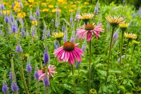 Echinacea flowers in full bloom surrounded by other plants in summer garden.  Stock Photos