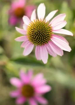 Echinacea flowers Stock Photos