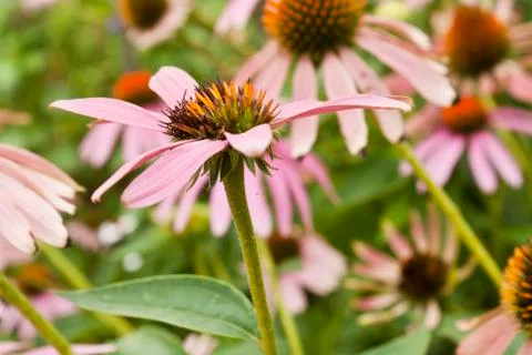 Echinacea Flowers Foto stock