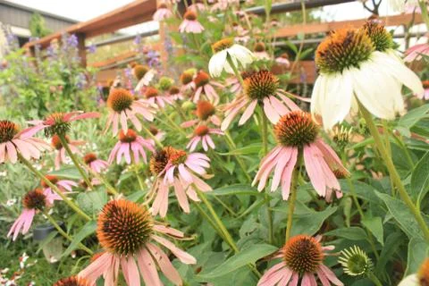 Echinacea Flowers Foto stock