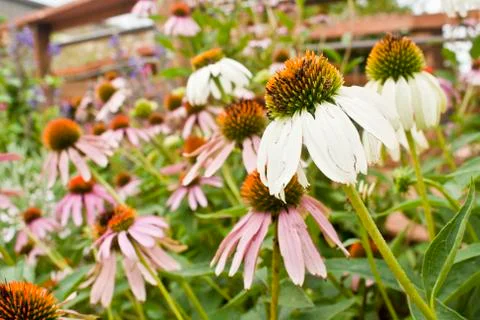 Echinacea Flowers Foto stock