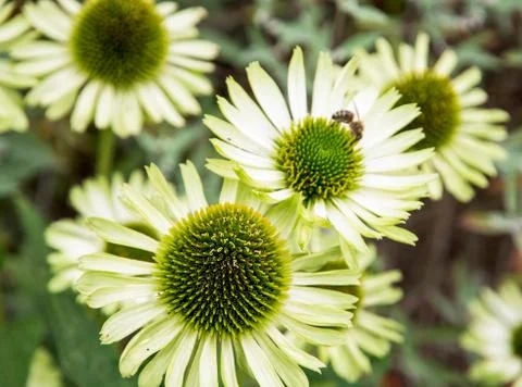 Echinacea flowers Foto stock