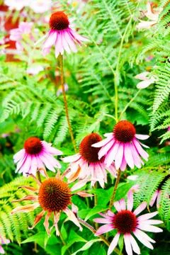 Echinacea flowers Foto stock
