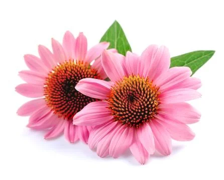 Echinacea flowers . Stock Photos