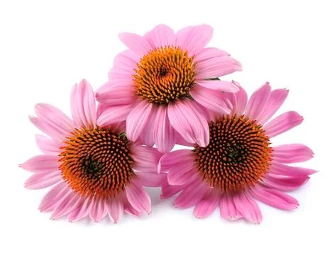 Echinacea flowers Stock Photos