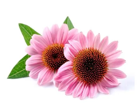 Echinacea flowers . Stock Photos