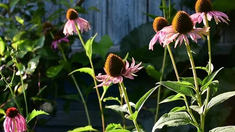 Echinacea flowers in the sunlight Stock Footage 116663489