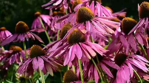 Echinacea Stock Footage 115105154
