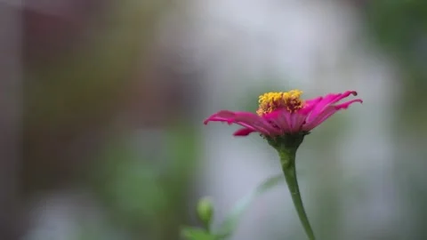 Echinacea. Stock Footage 273468621