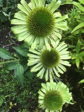 Echinacea in full bloom Stock Photos