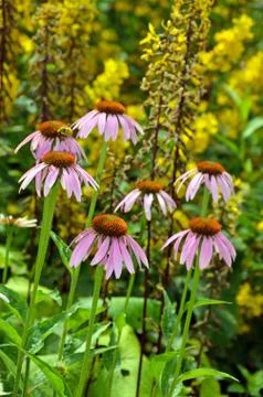 Echinacea garden Stock Photos