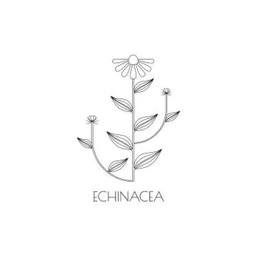 Echinacea medicinal herb icon Stock Illustration