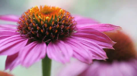 Echinacea or coneflower Stock Footage 27093607